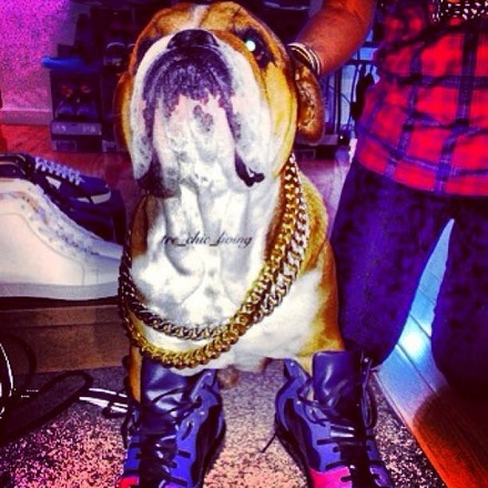 Roscoe swagged out to the max!! #fresh