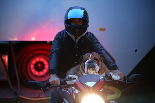 Roscoe Knievel and I going for a ride!! 😂😂😂 #BestDogs #bestbuddy #englishbulldog #RoscoeHam