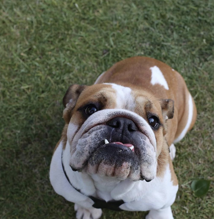 Last night at around 9pm, my beautiful little girl Coco died at home with the family by her side. Her little heart gave in, we think it was a heart attack. I tried to revive her but it was no use. She’d had the best day, happier than I’d seen her in a long time. She was such a special dog, born with so many problems and I feel so lucky to have adopted her. Her breeder said she was going to have to put her down as she wouldn’t be able to afford all the things she would need to survive, she went through a lot to become the bouncy, lazy loving dog she was. On her last day, we shared a special moment playing together which I will never forget. I will miss her snoring and how happy she was always to see me. She was only 6, healthy and happy. Naturally, my heart is broken but i hope she’s in a better place with my Aunty Diane. Wanted to share with you and thank those of you who loved and cared for her.